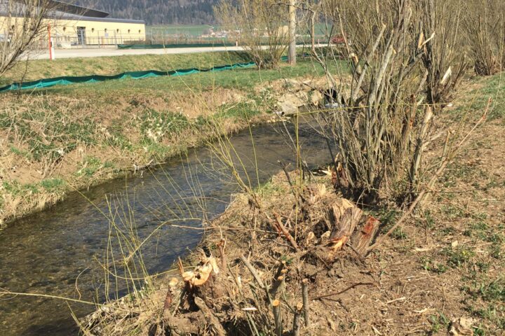 Entretien déplorable des berges du Seyon